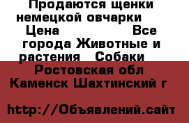 Продаются щенки немецкой овчарки!!! › Цена ­ 6000-8000 - Все города Животные и растения » Собаки   . Ростовская обл.,Каменск-Шахтинский г.